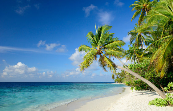 Strand mit Palmen