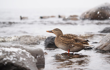 ducks on the lake in the snow