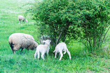 Obraz na płótnie Canvas cute sheep family
