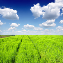 green wheat field and blue cloudy sky