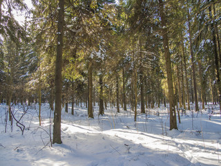 spruce forest in winter