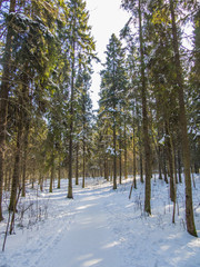 spruce forest in winter