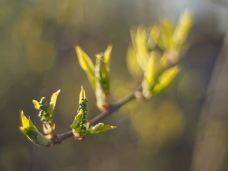 leaves of wild cherry in spring