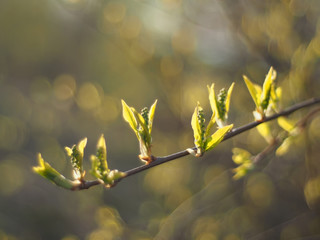 leaves of wild cherry in spring