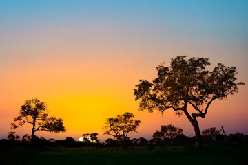 Fotobehang Sunset in Kruger park, South Africa © Delphotostock