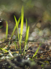 grass