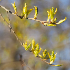 leaves of wild cherry in spring