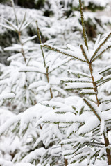 winter trees