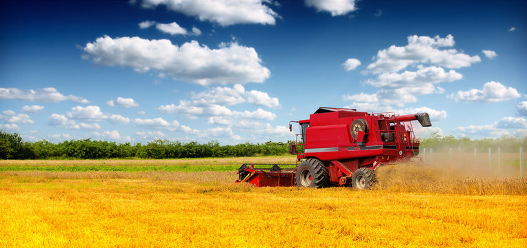 Combine harvester harvesting wheat on sunny summer day
