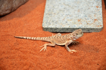 Fototapeta na wymiar Wild lizard in the desert sand