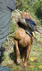 hunting dog with a catch