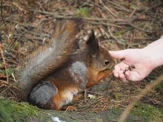 squirrel in the forest