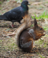 squirrel in the forest