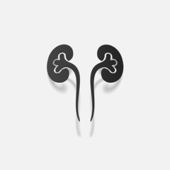 realistic design element: kidneys, medical