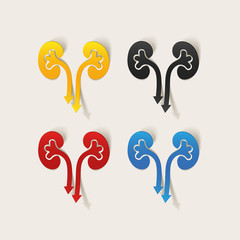 realistic design element: kidneys, medical