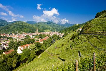 grand cru vineyard, Thann, Alsace, France