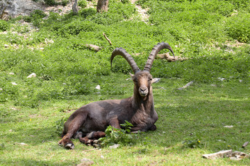 Ruhender Steinbock