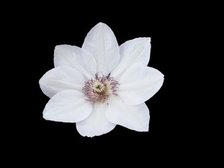 Naklejka na ściany i meble White clematis flower