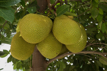 Jack fruit