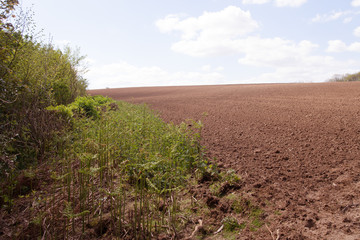 Obraz premium harrowed field with bracken