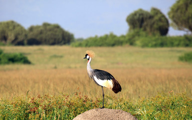 Crowned Crane