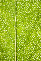 Salbeiblatt - Detail