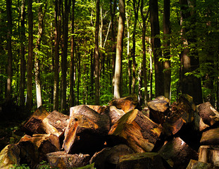 Baumscheiben im Wald