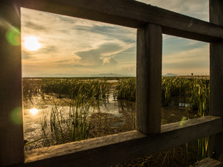 the marsh and reeds in bridge frame