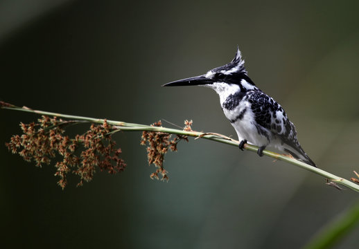 Pied Kingfisher - Uganda