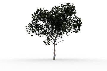 Obraz premium Tree with green leaves growing