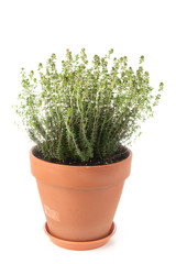 Küchenkräuter - Thymian