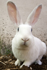 Fototapeta premium Coniglio