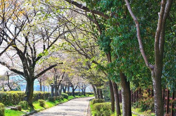 Fototapeta premium 東山自然緑地ジョギングコース