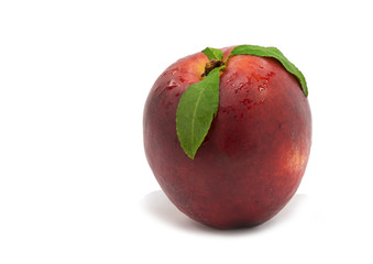 Nectarine (Prunus persica) with leaves isolated on white