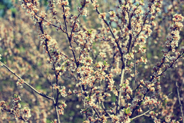 blooming branch with tender pink flowers