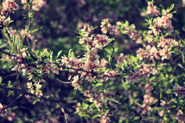 blooming twig with pink flowers