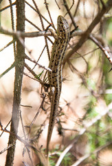 Sand lizard