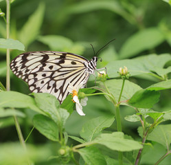 Naklejka premium butterfly,Tree Nymphs,Idea ieuconoe