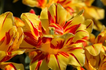Gelb Rote Tulpen