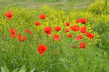 Fototapeta premium poppies