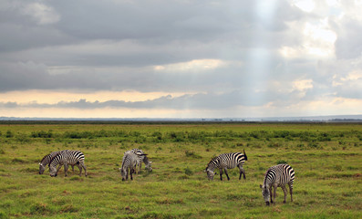 Kenyan Zebra's
