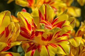 Gelb Rote Tulpen