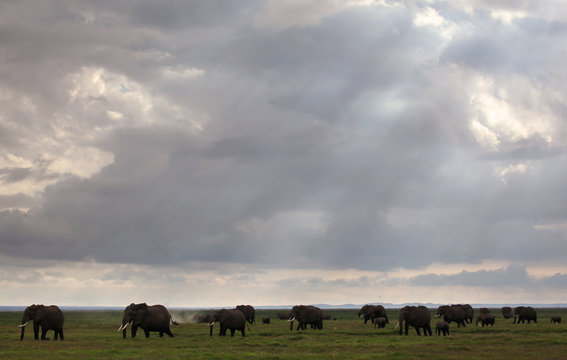 Migrating elephants