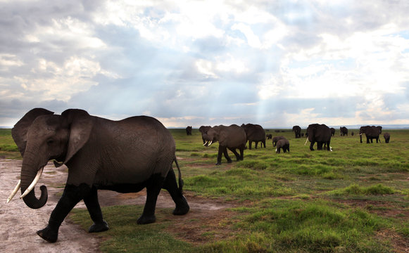 Amboseli elephants - Kenya