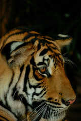 thailand -  tiger