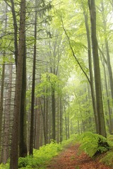 Fototapeta premium Trial in spring forest surrounded by fog