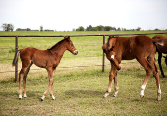 Fototapeta premium Two foals grazing playing on green meadow