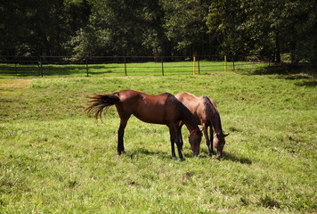 Two thoroughbred horses eating on a green meadow