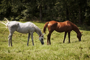 Obraz premium Two thoroughbred horses eating on a green meadow