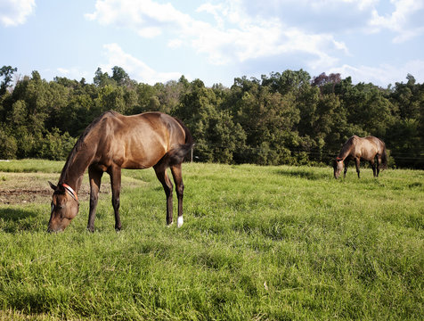Two thoroughbred horses eating on a green meadow